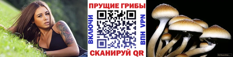 магазин  наркотиков  Азов  Галлюциногенные грибы мицелий 
